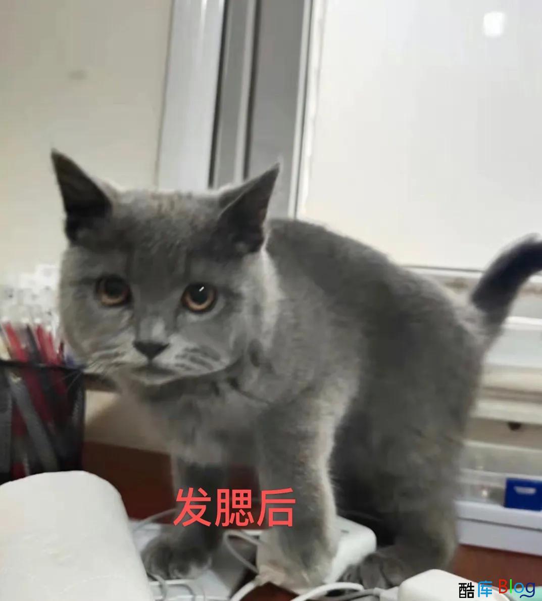 不是只有猫咪才会发腮，人类发腮有多可怕 第6张插图