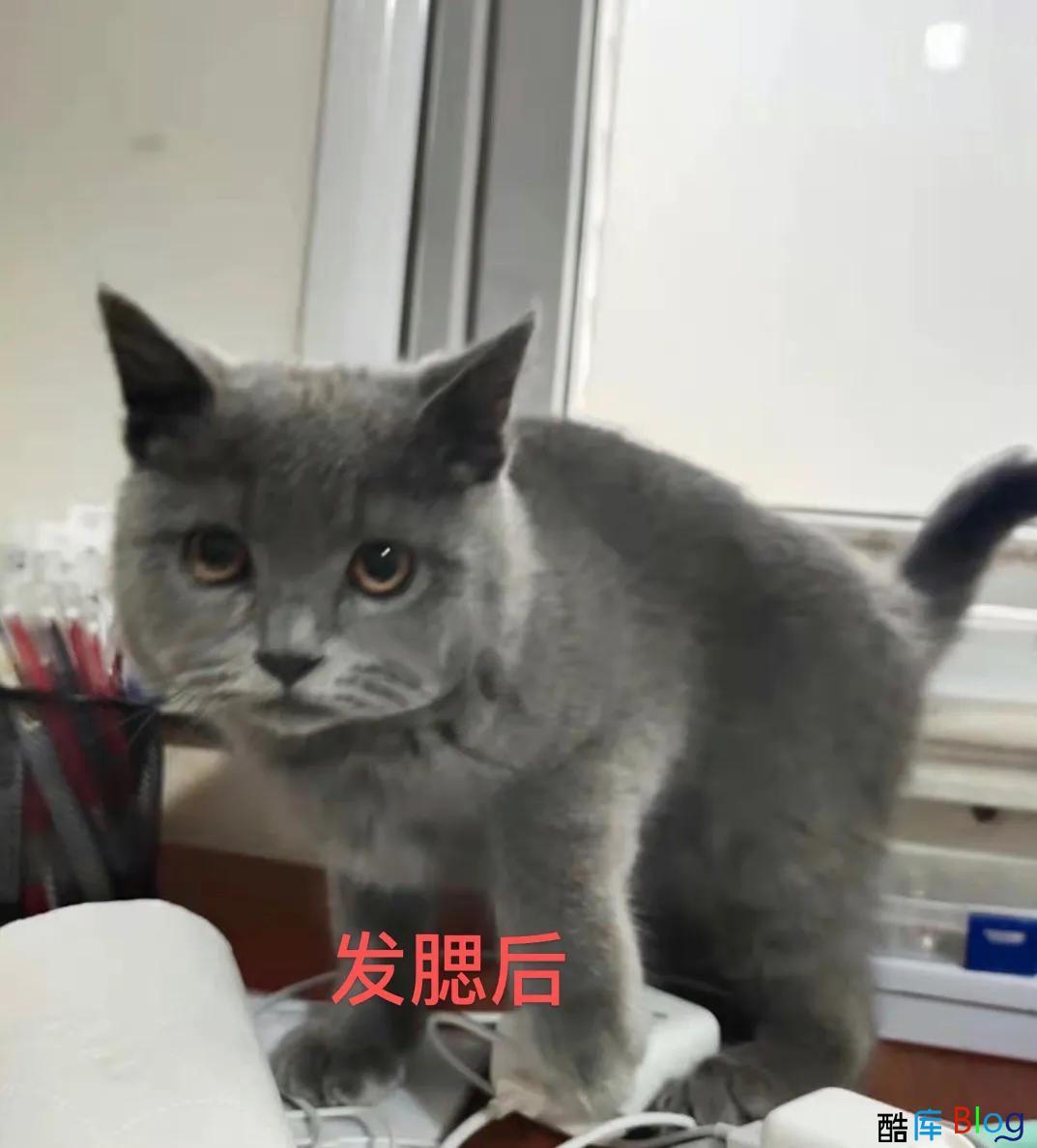 不是只有猫咪才会发腮，人类发腮有多可怕 第3张插图